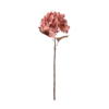 hydrangearose