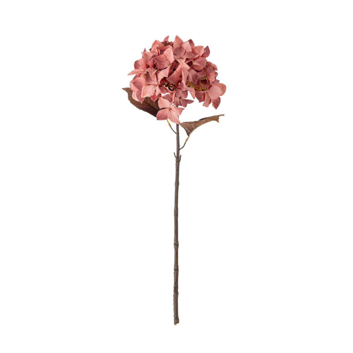 hydrangearose