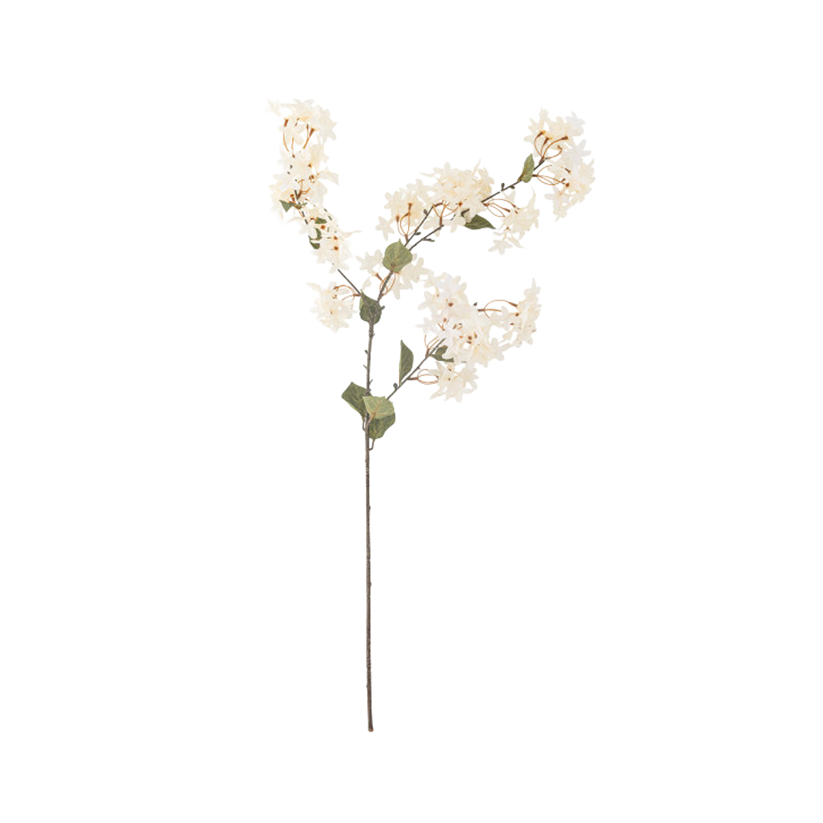 mytlebranch