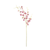 orchidstemrose