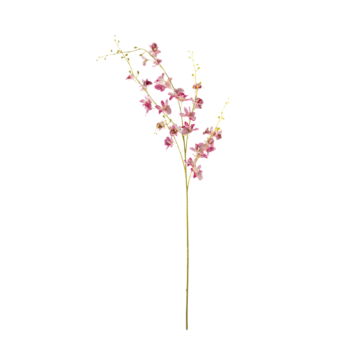 orchidstemrose