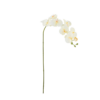 whiteorchid