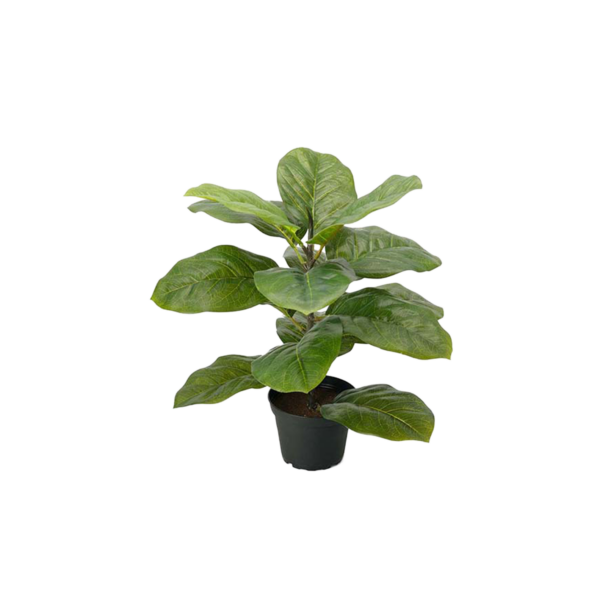 Fiolfikus 40 cm