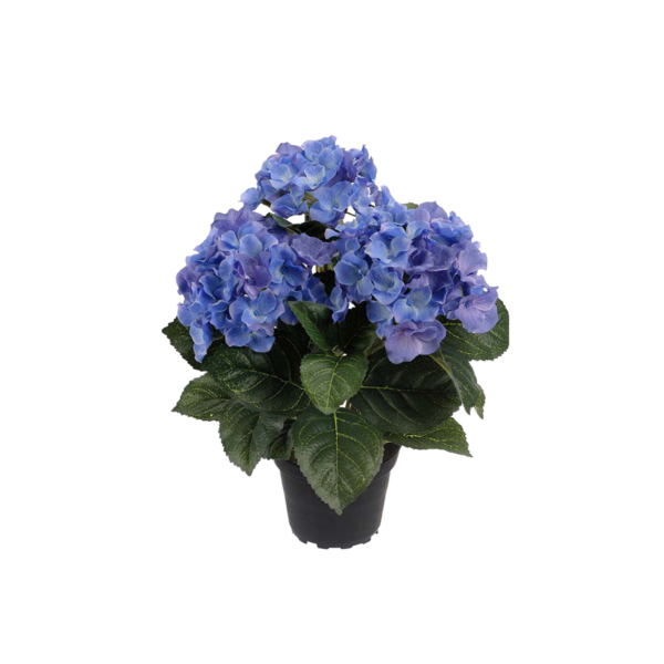 Hortensia 30 cm Blå