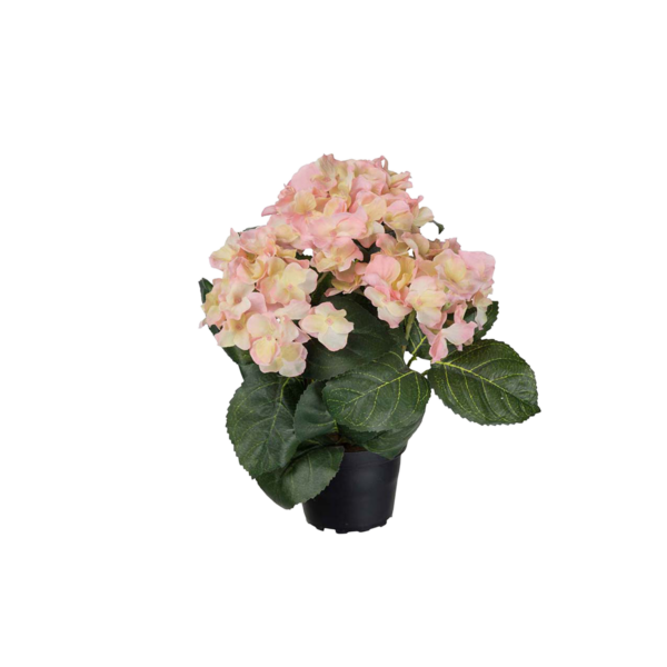 Hortensia 30 cm Ljusrosa