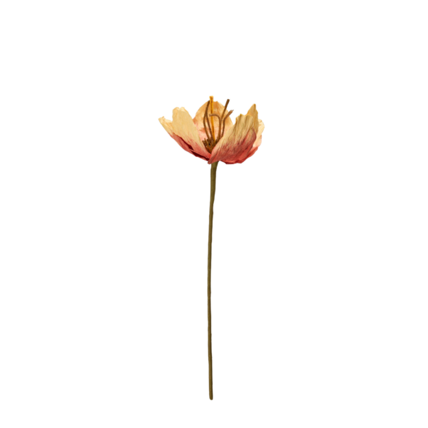 TULPAN Blomma Orange 16x75cm