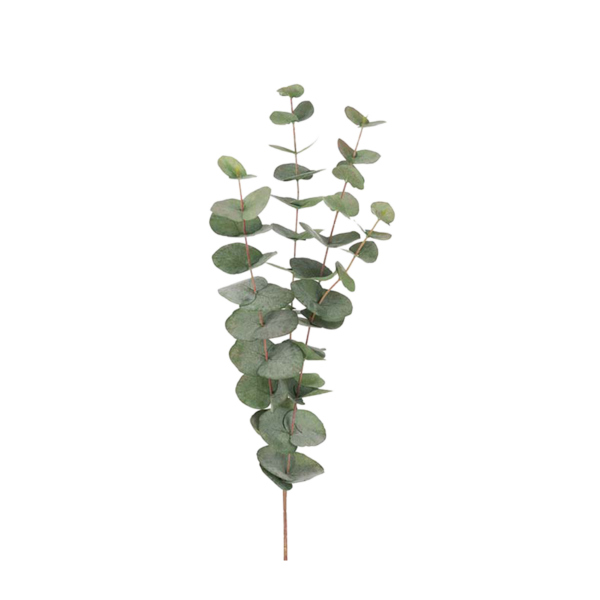 Eucalyptus Grön