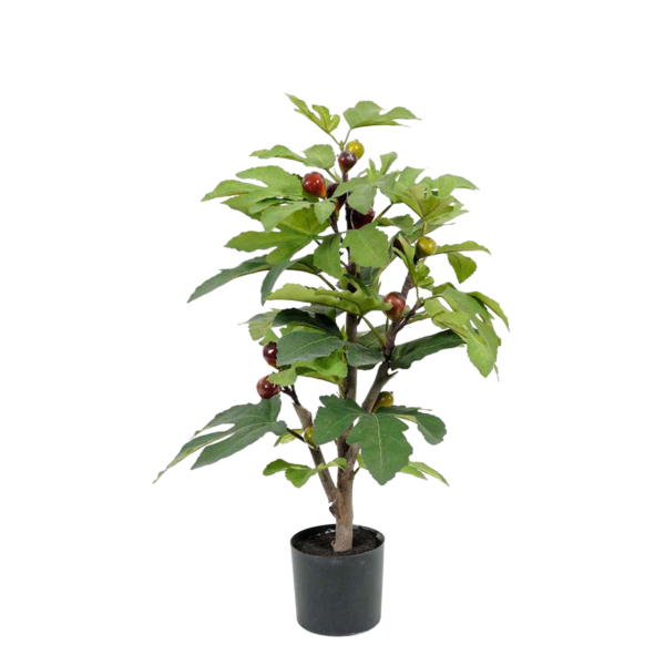 Fikon h65 cm