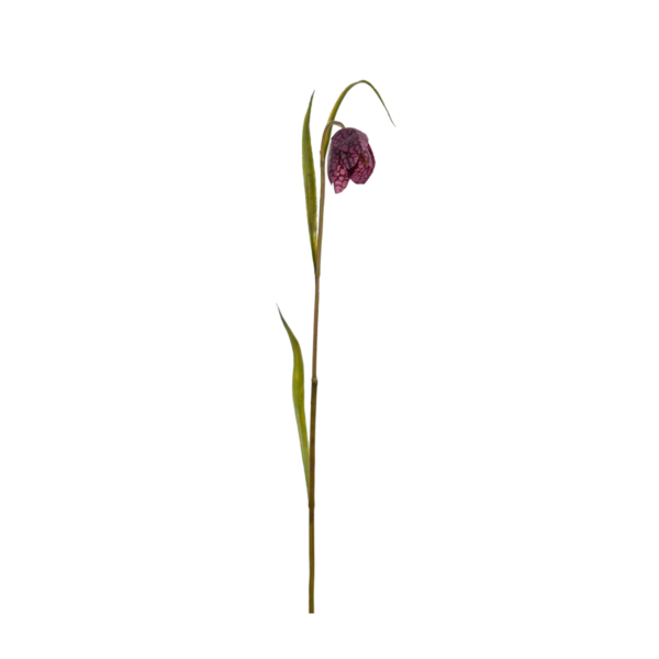 Frittilaria h35 cm