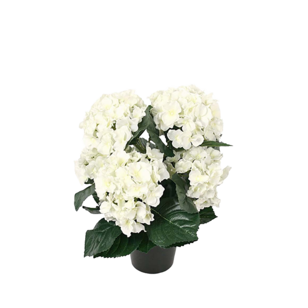 Hortensia h37 cm Vit