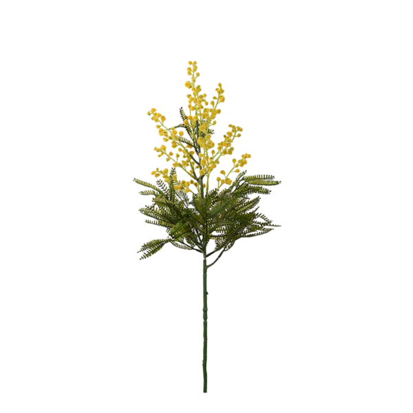 Mimosa h68 cm