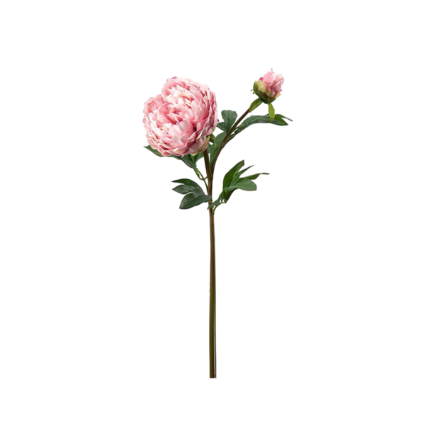 Pion h65 cm Rosa
