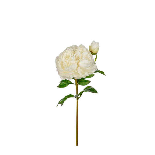 Pion h65 cm Vit