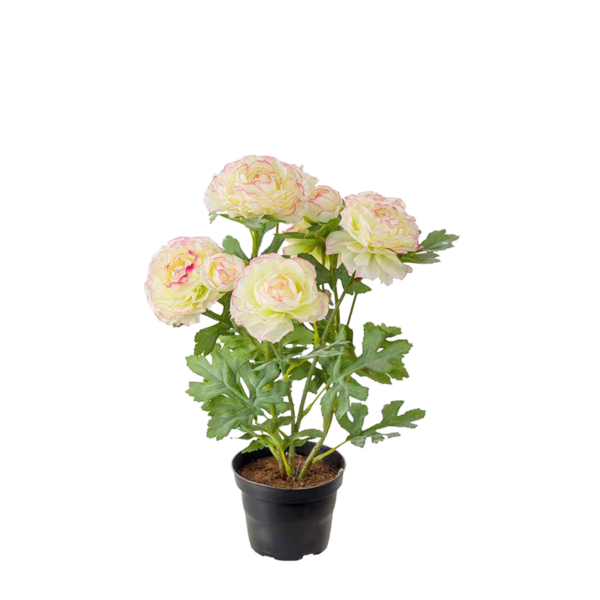 Ranuncel h30 cm